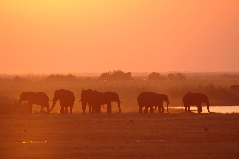 Abendstimmung am Chobe River in Botswana