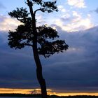 Abendstimmung am Cospudener See