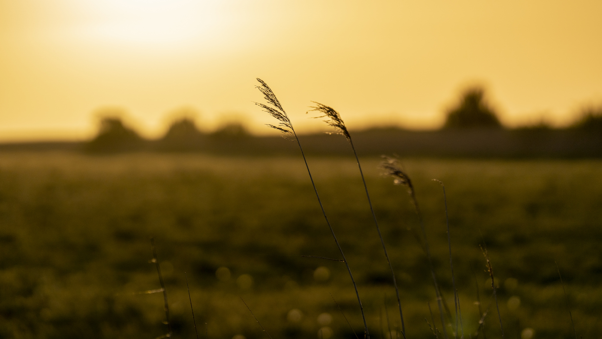 Abendstimmung am Deich