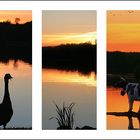 Abendstimmung am Dieksee