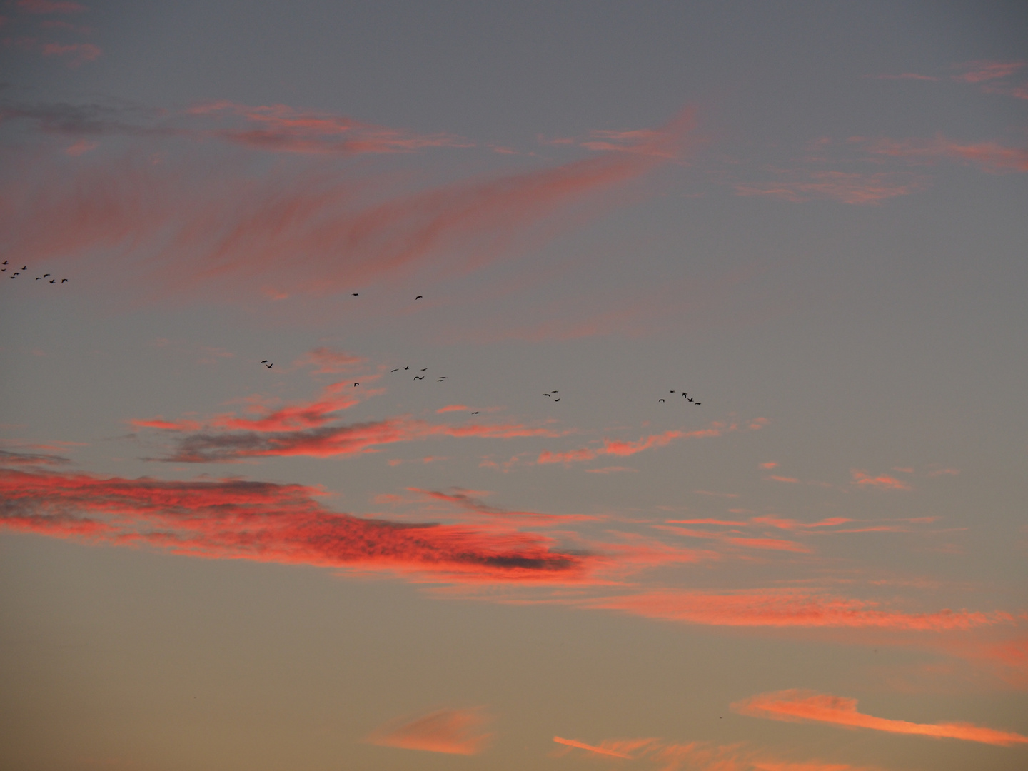 Abendstimmung am Dümmer