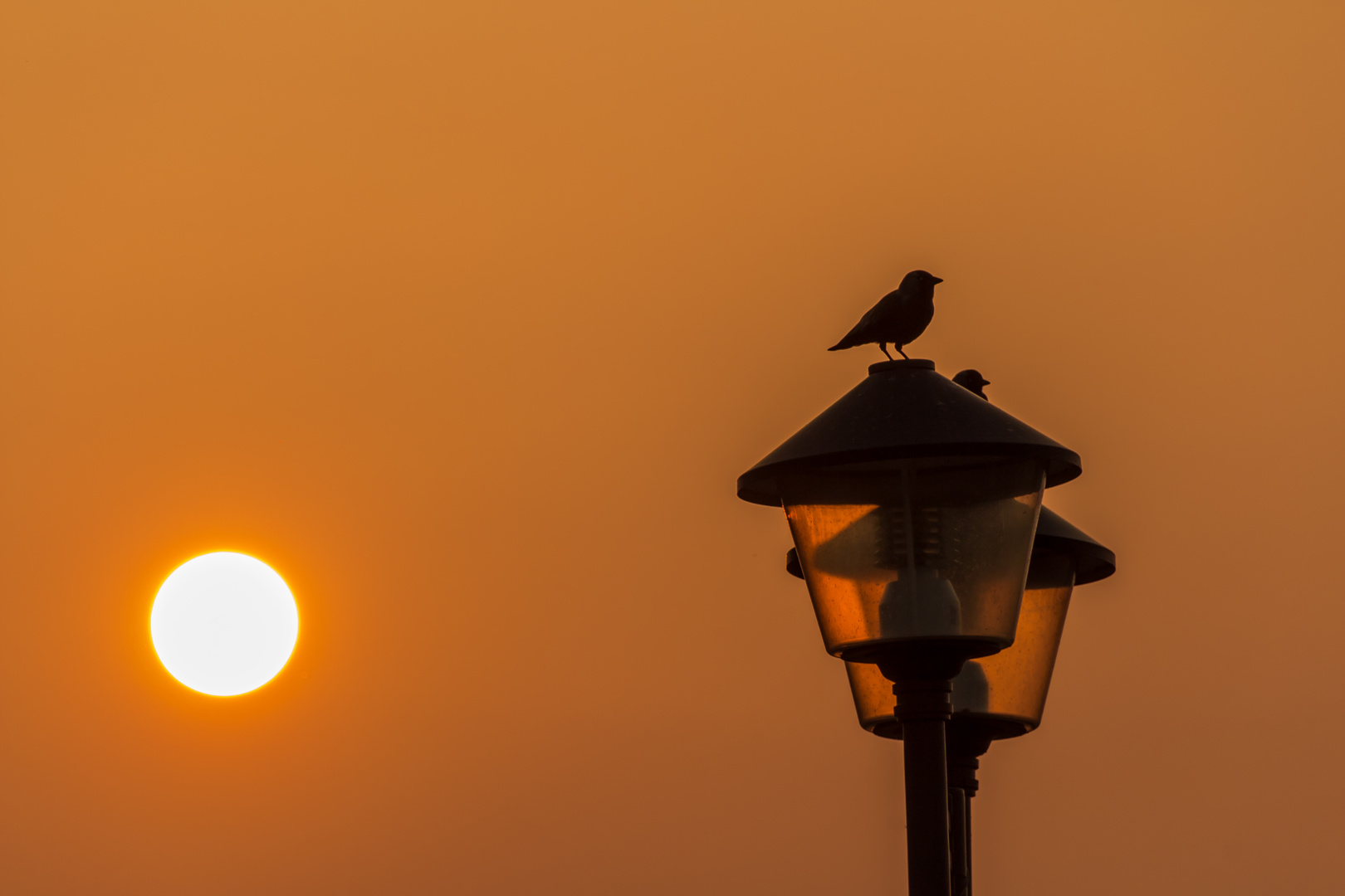 Abendstimmung am Elbufer in Pirna