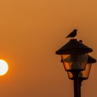 Abendstimmung am Elbufer in Pirna