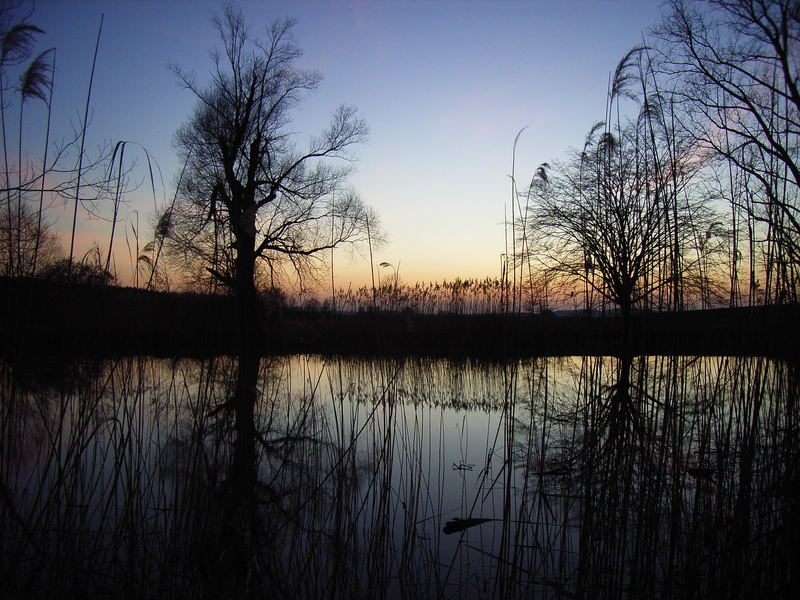 Abendstimmung am Fischteich