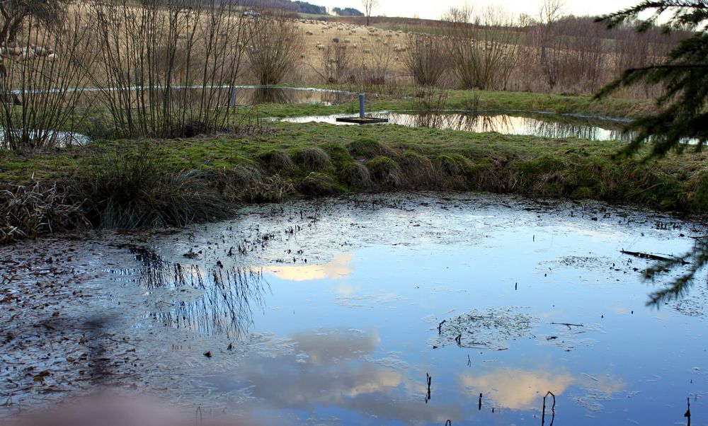 -Abendstimmung am Fischteich-