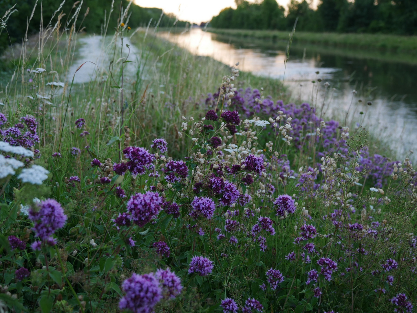 Abendstimmung am Fluß