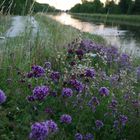 Abendstimmung am Fluß