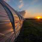 Abendstimmung am Folientunnel