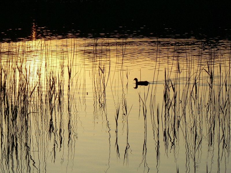 Abendstimmung am Grabensee / Perwang / Oberösterreich