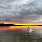 Abendstimmung am Greifensee