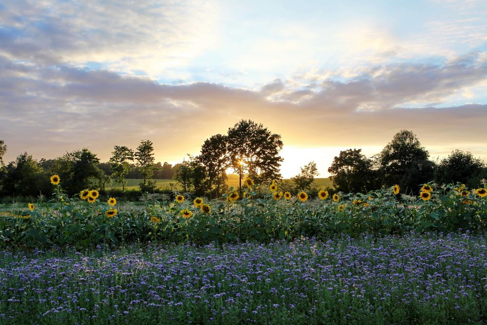 Abendstimmung am Hof