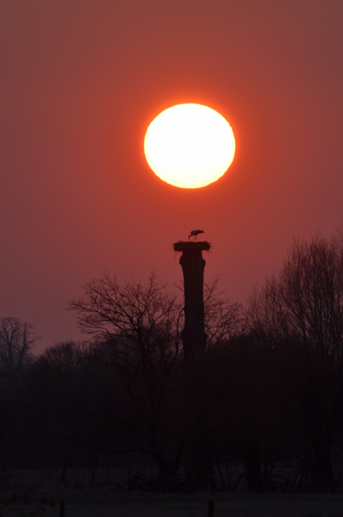 Abendstimmung am Horst der Hammer Störche