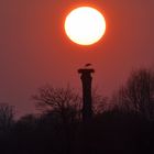 Abendstimmung am Horst der Hammer Störche