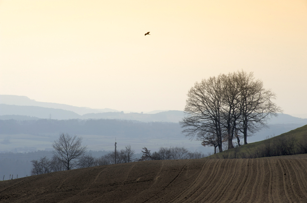 Abendstimmung am Iselisberg