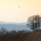 Abendstimmung am Iselisberg