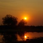 Abendstimmung am Khwai River