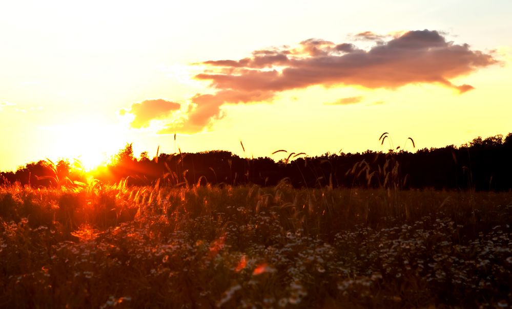 Abendstimmung am Kornfeld