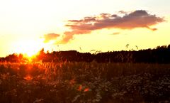 Abendstimmung am Kornfeld