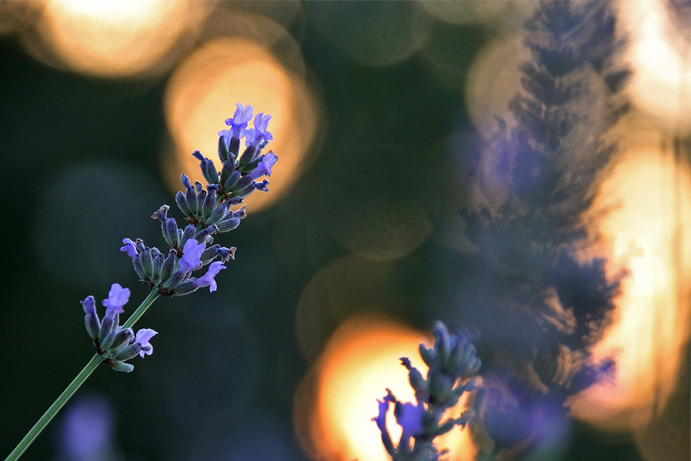 Abendstimmung am Lavendel 