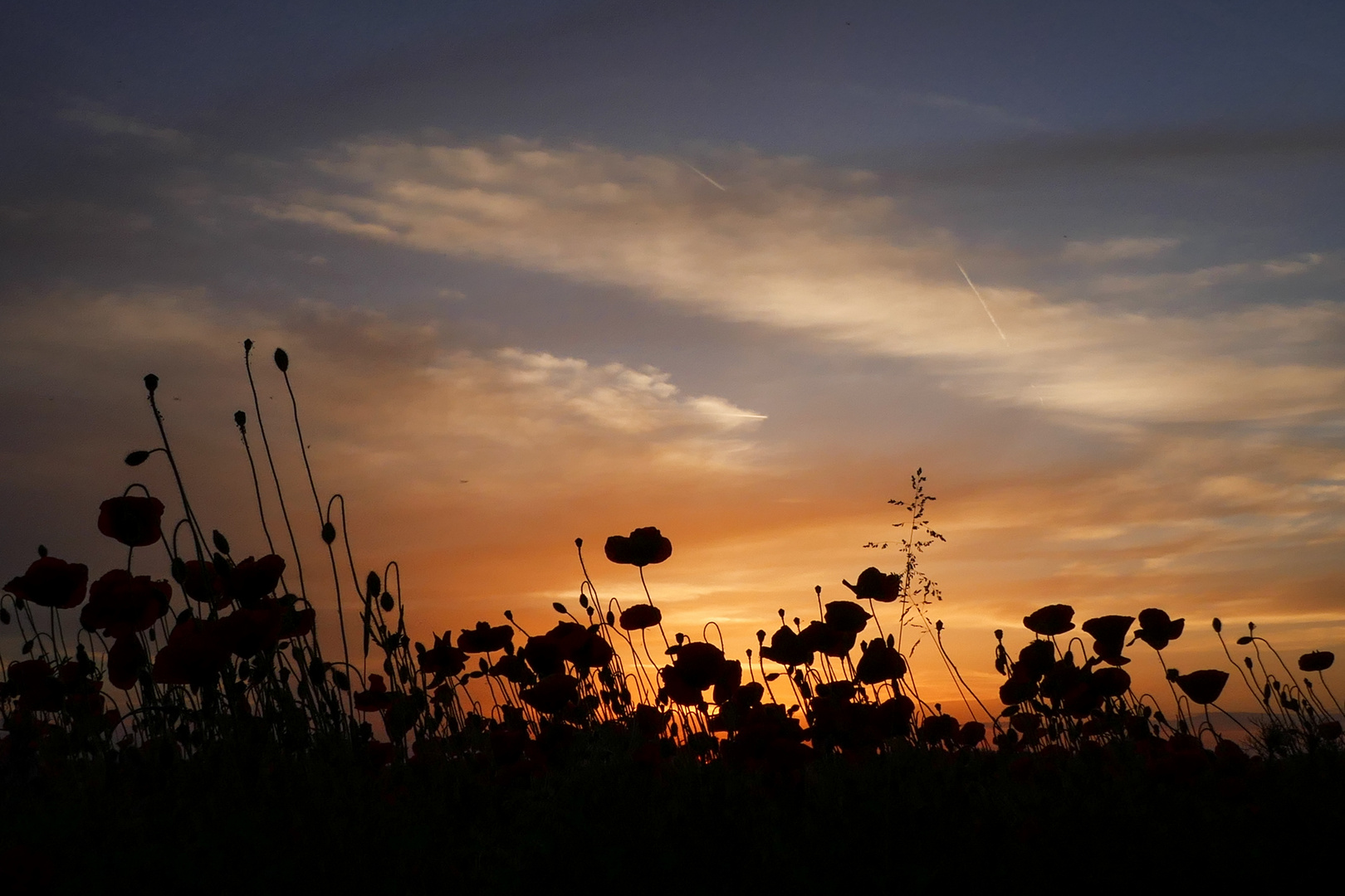 Abendstimmung am Mohnfeld