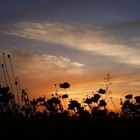 Abendstimmung am Mohnfeld