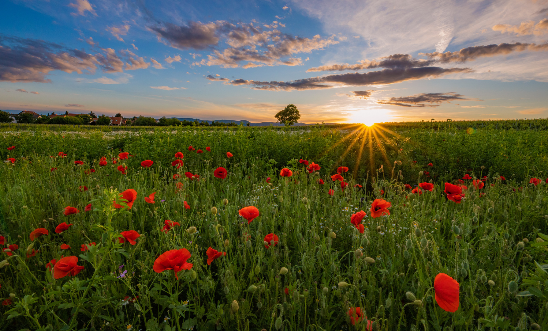 Abendstimmung am Mohnfeld