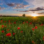 Abendstimmung am Mohnfeld