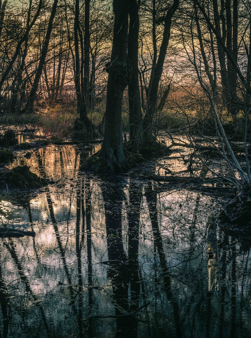 Abendstimmung am Moor