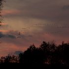 Abendstimmung am Niederrhein