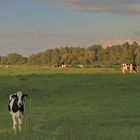 Abendstimmung am Niederrhein