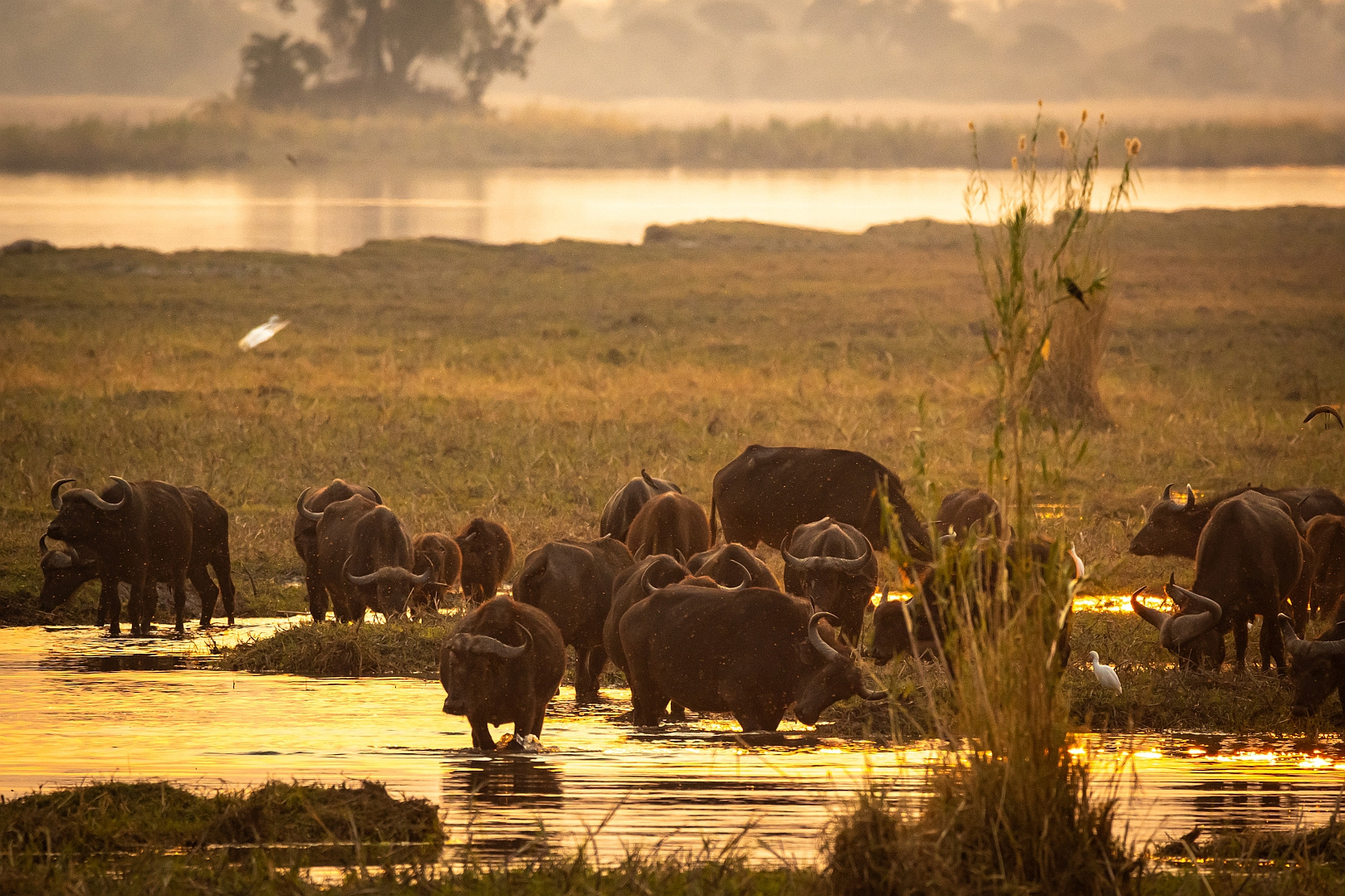 Abendstimmung am Okavango