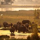 Abendstimmung am Okavango