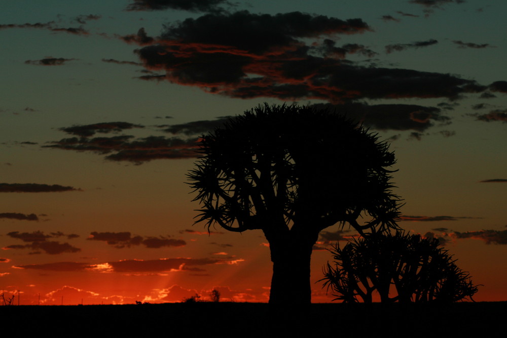 Abendstimmung am Quivertree - Forest