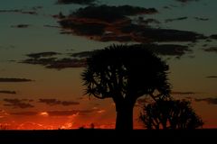 Abendstimmung am Quivertree - Forest