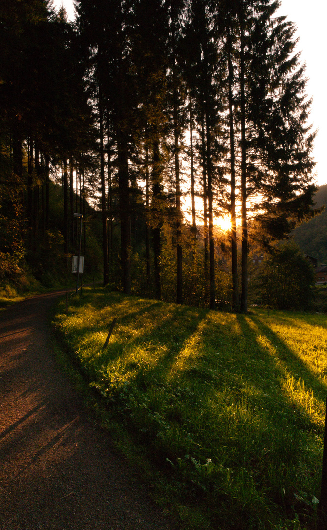 Abendstimmung am Rande des Waldes