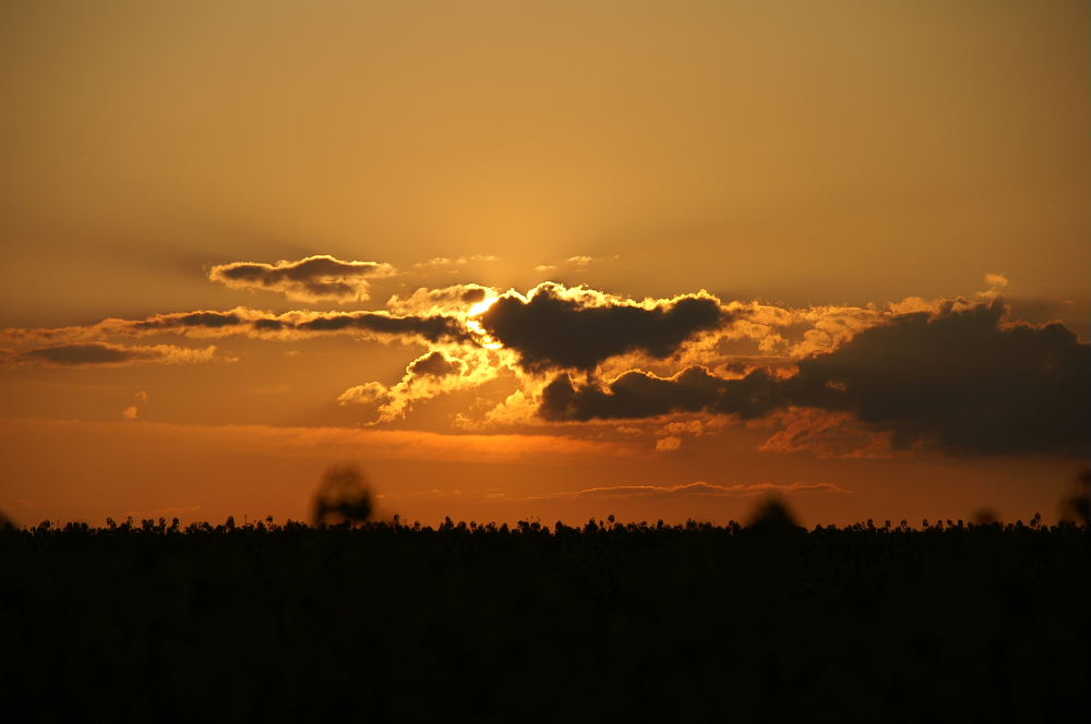 Abendstimmung am Rapsfeld