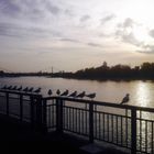Abendstimmung am Rheinufer