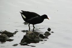 Abendstimmung am Rubbenbruchsee mit Bläßralle ...