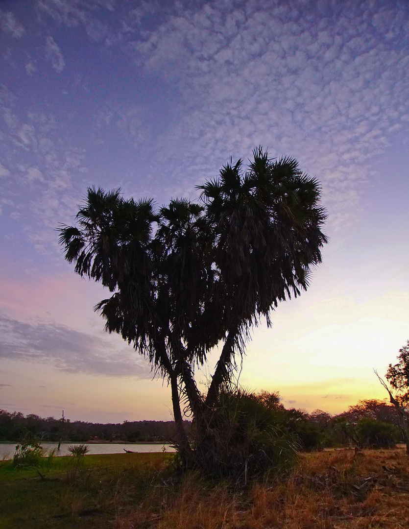 Abendstimmung am Rufiji