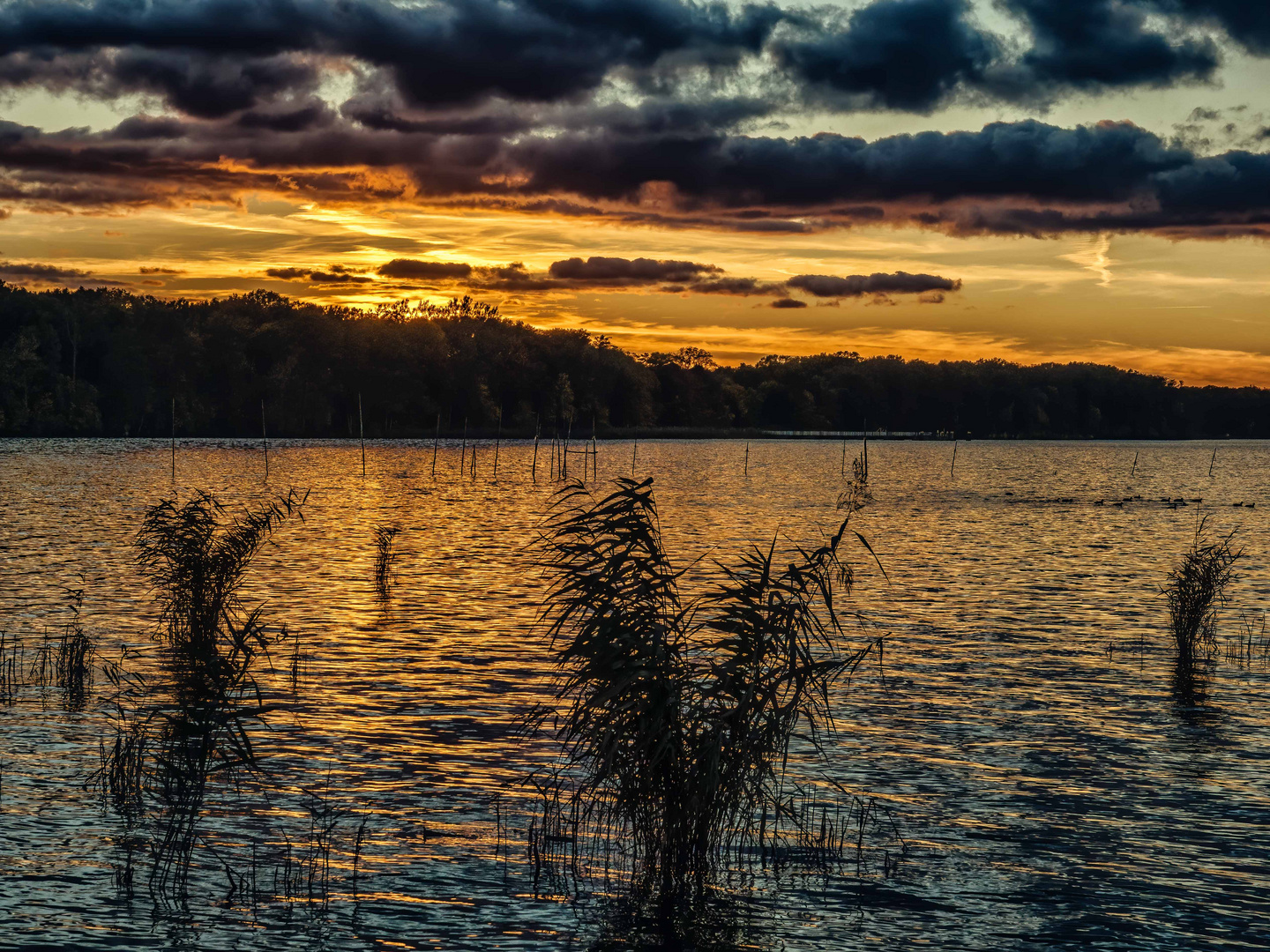 Abendstimmung am Schilfsaum des Müggelsees1