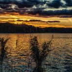 Abendstimmung am Schilfsaum des Müggelsees1