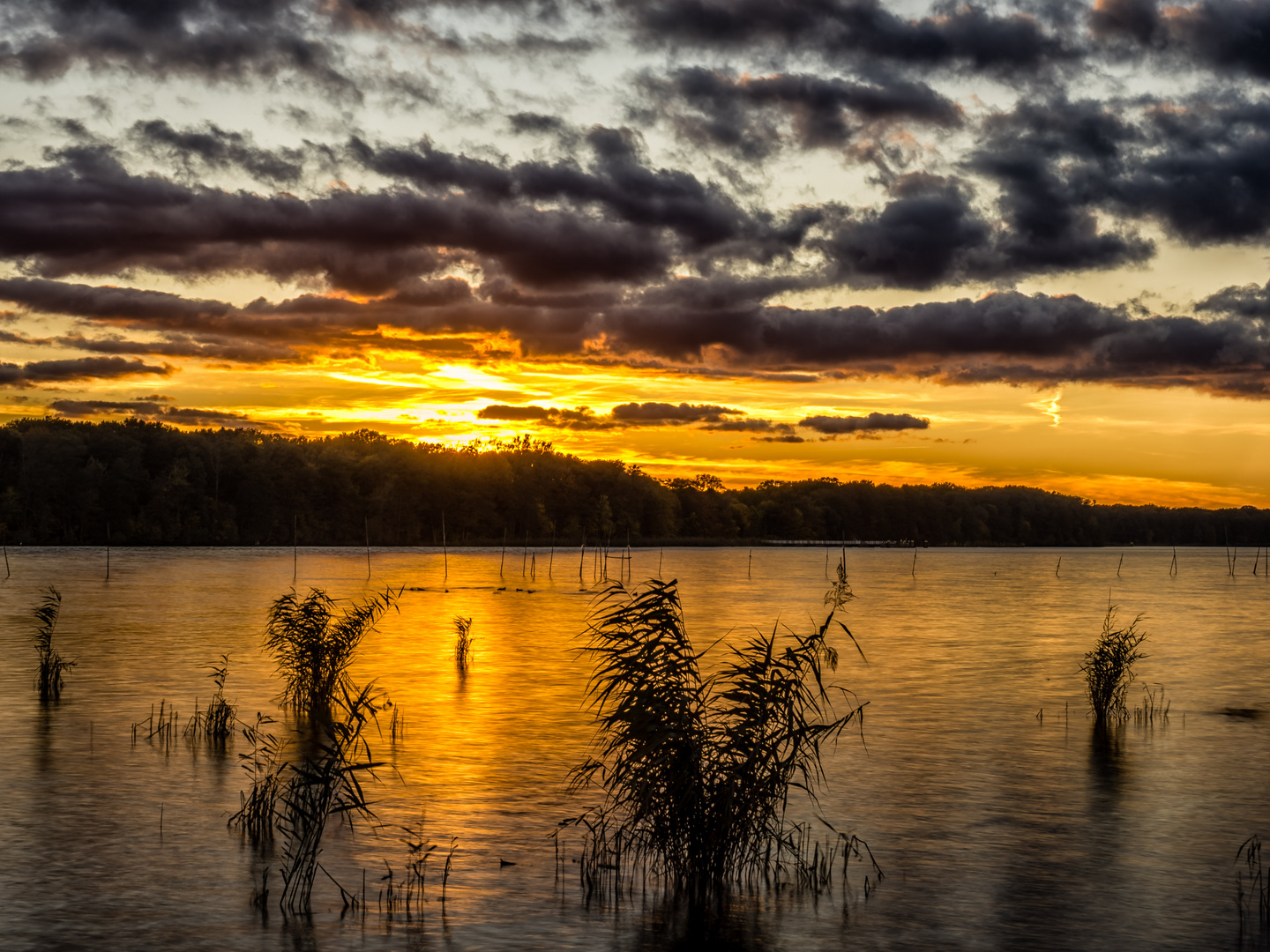 Abendstimmung am Schilfsaum des Müggelsees2