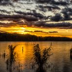 Abendstimmung am Schilfsaum des Müggelsees2