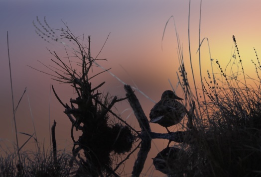 Abendstimmung am See 