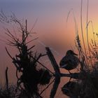 Abendstimmung am See 