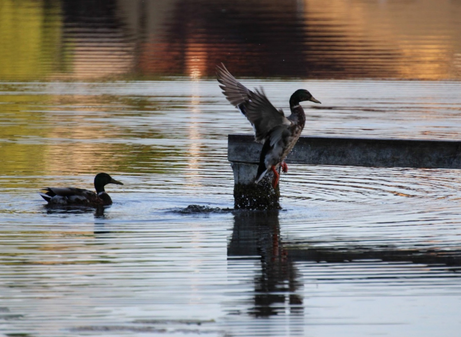 Abendstimmung am See