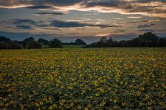 Abendstimmung am Sonneblumenfeld