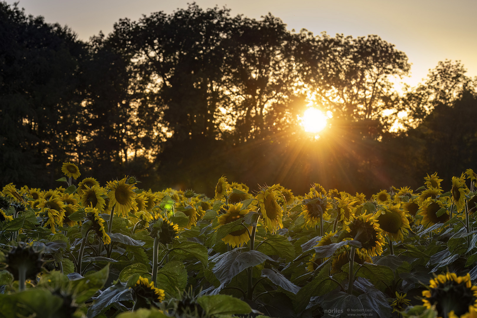 Abendstimmung am Sonnenblumenfeld