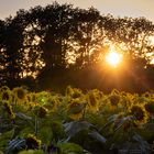 Abendstimmung am Sonnenblumenfeld