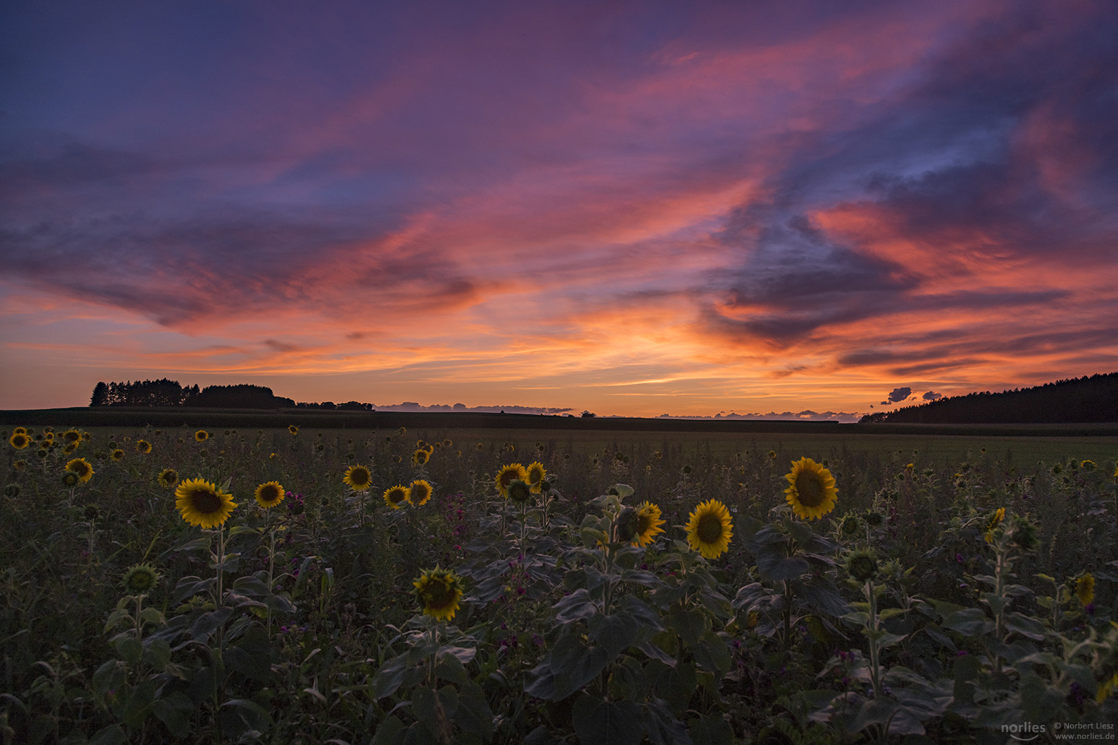 Abendstimmung am Sonnenblumenfeld